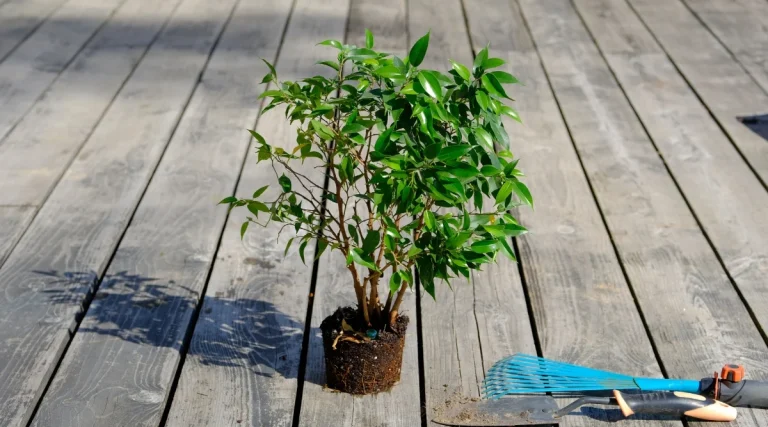 15 Best Tall Shade Plants for Pots