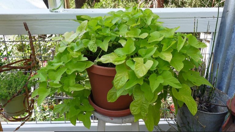 15 Best Shade Loving Potted Plants for Front Porches