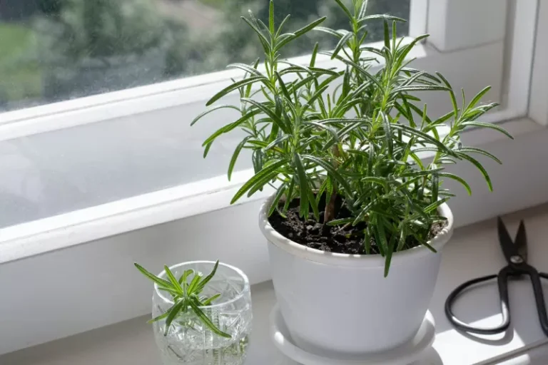 15 House Plants for Sunny Windows: A Friendly Guide to Brighten Your Home