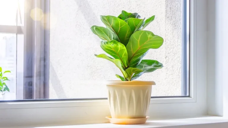 Thriving Without Sunlight: 15 Best Plants for Windowless Offices