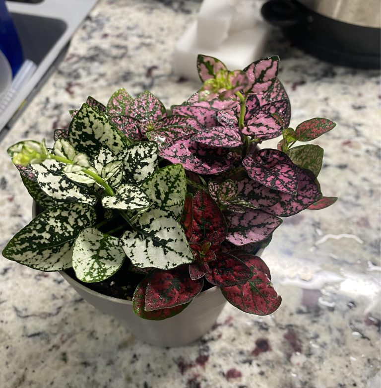 15 Houseplants That Are Easy to Propagate from Cutting
