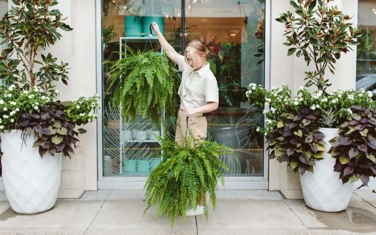 15 Low Maintenance Indoor Hanging Plants
