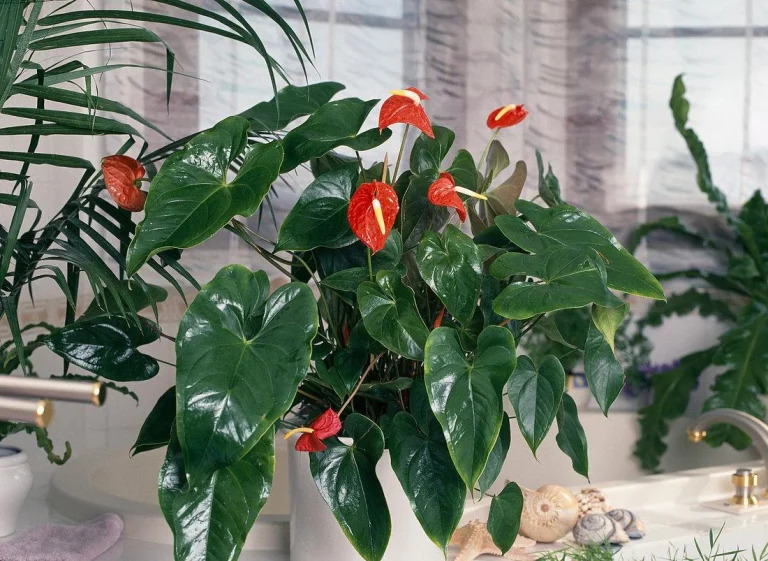 12 Low Maintenance Houseplants with Flowers: A Guide for Effortless Blooms