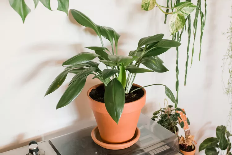 12 Low Maintenance Houseplants for Beginners