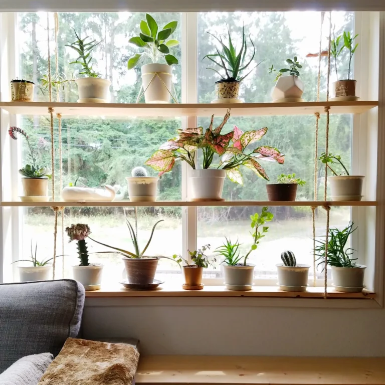 7 Brilliant Ways to Hang Plants in Front of Your Window