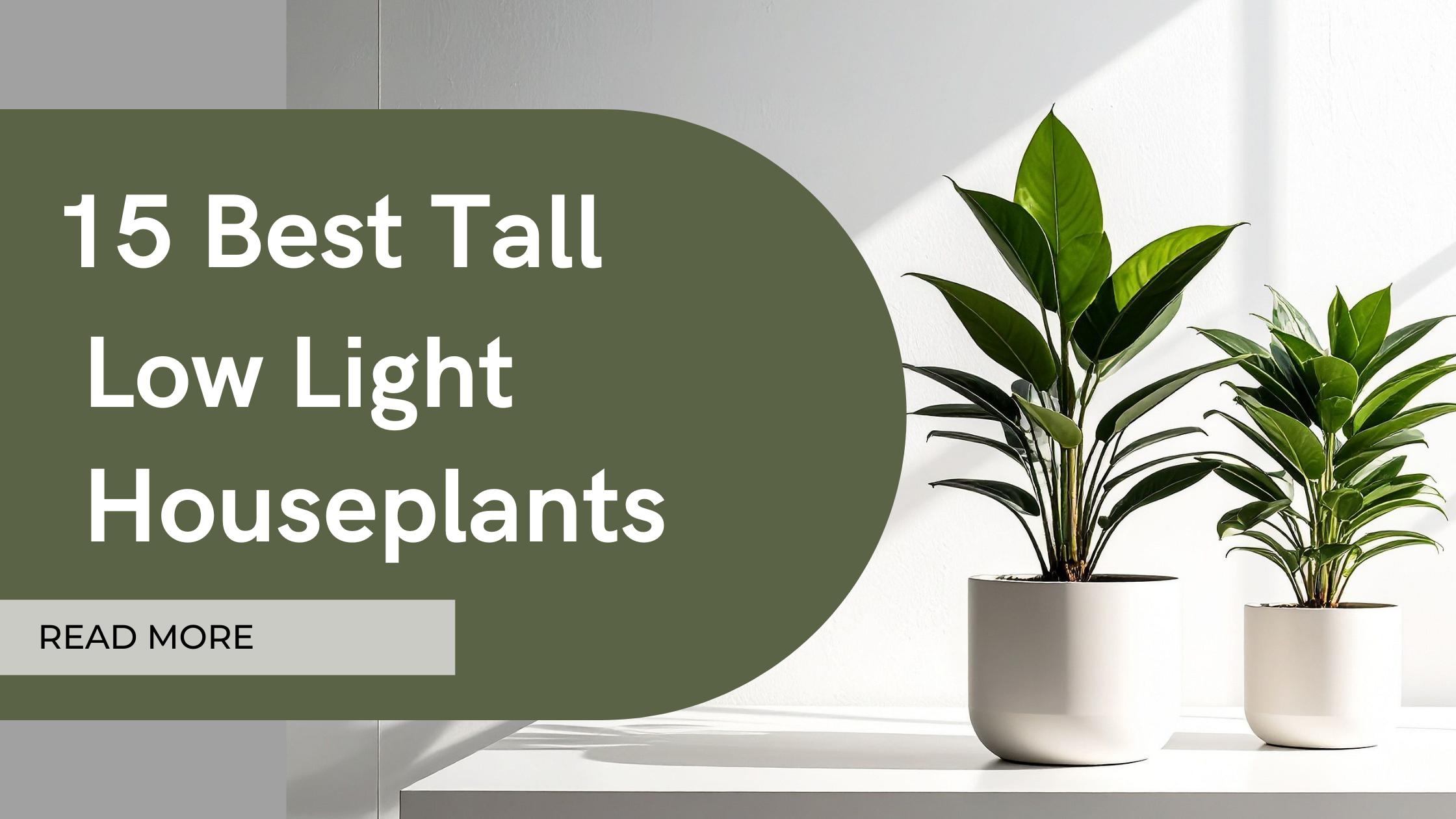 tall low light houseplants