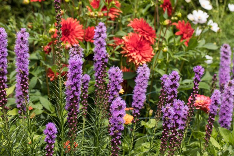 15 Best Perennials for Cut Flower Garden