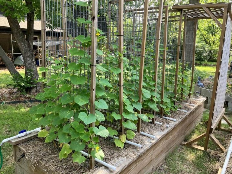 10 Budget Friendly Cucumber Trellis Ideas for Raised Bed Gardening