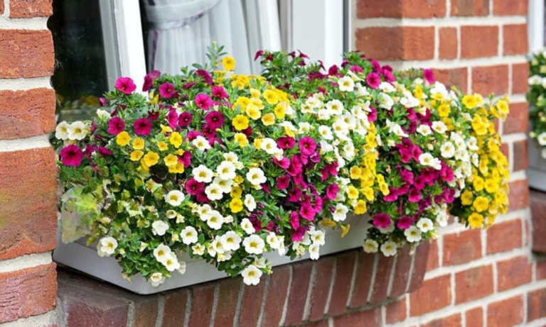13 Gorgeous Window Box Flowers That Thrive in Partial Sun