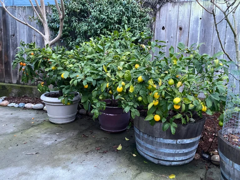 15 Best Fruit Trees You Can Grow in Pots