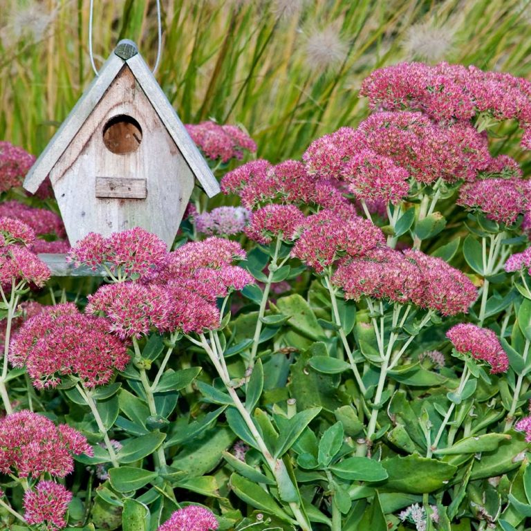 15 Proven Rabbit-Resistant Perennials for a Full Sunny Garden