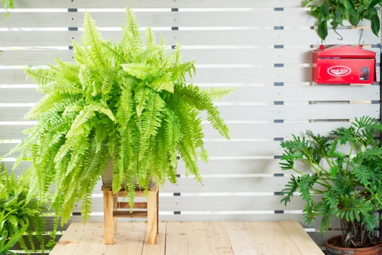 15 Shade-Loving Annuals for Pots That Will Brighten Your Garden