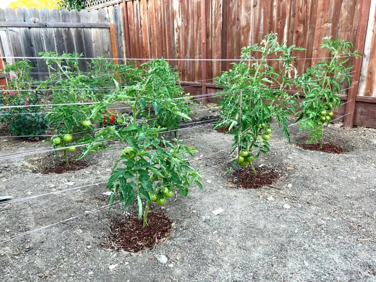 10 Most Effective Tomato Trellis Ideas to Provide Support and Style 