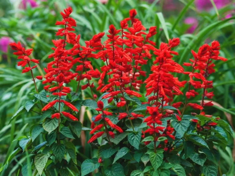 15 Beautiful, Low-Maintenance Long-Blooming Perennials for Full Sun
