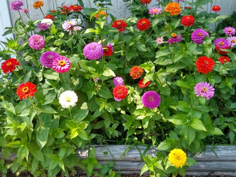 15 Easy Drought-Tolerant Annuals For Hot, Dry Climates
