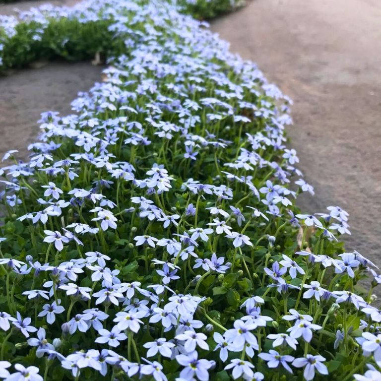 15 Beautiful Low Growing Perennials for Border, Sideway