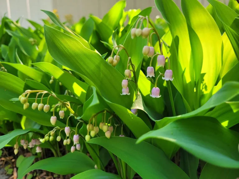 15 Zone 3 Perennials You Need in Your Garden (Seriously!)
