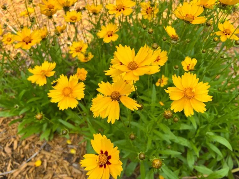 13 Low Maintenance, Drought-Tolerant Perennials for Full Sun