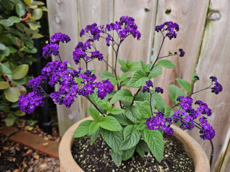 15 Deer-Resistant Annuals to Keep Your Containers Safe and Beautiful