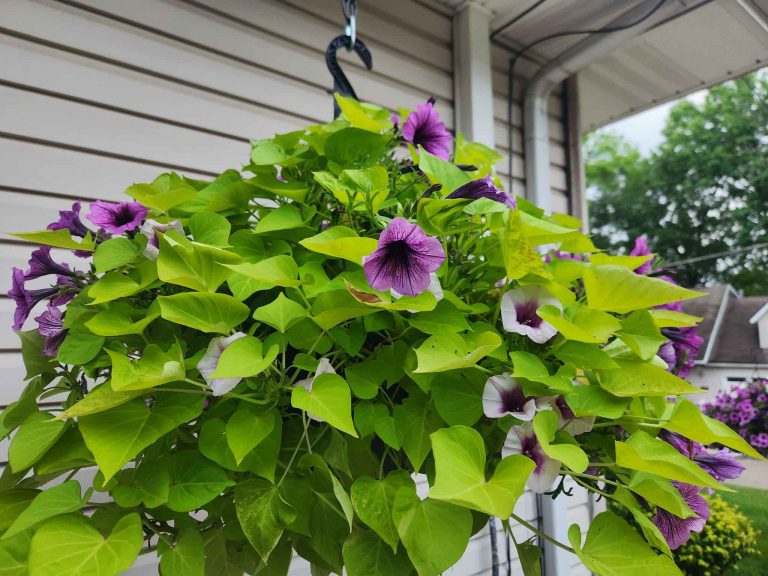 13 Shade Plants for Hanging Baskets: A Friendly Guide to Lush, Low-Sun Beauties