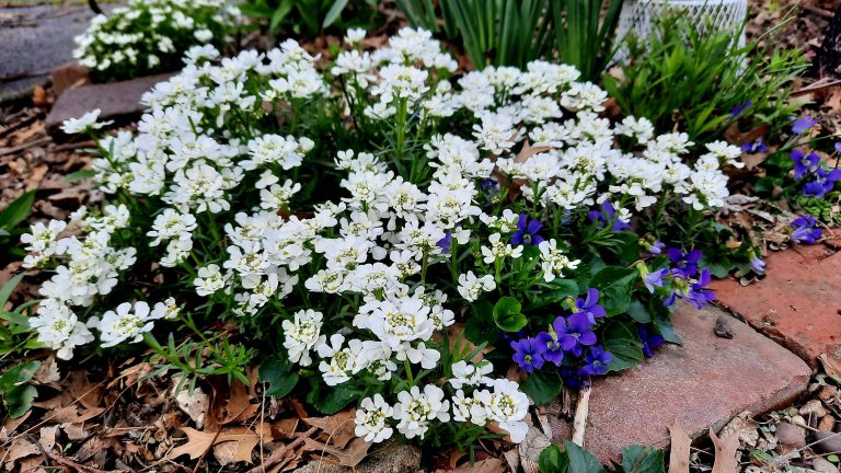 13 Flowering Ground Cover Perennials That Will Transform Your Garden All Year Long