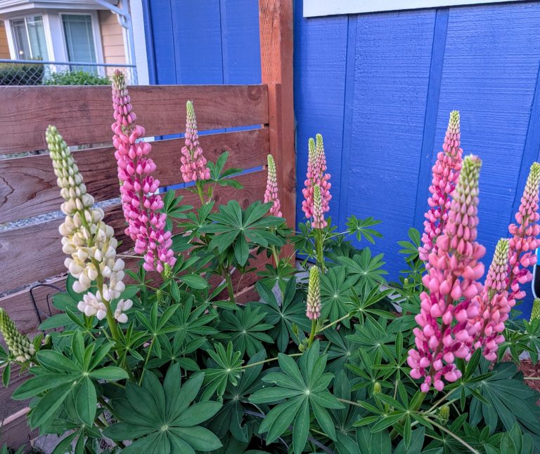 13 Zone 4 Perennials for Full Sun: The Ultimate Guide to Thriving Garden Stars