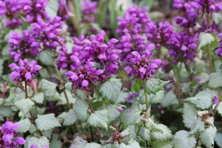 13 Gorgeous Part Shade Perennials for Pots and Container