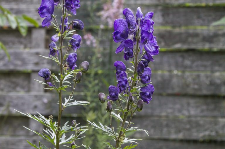 15 Tall Shade Perennials That Will Transform Your Garden