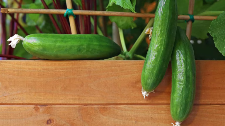 How to Grow Cucumber in Raised Bed Garden: A Beginners Guide