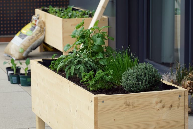 Grow Like a Pro: Raised Bed Herb Garden Ides for Beginners