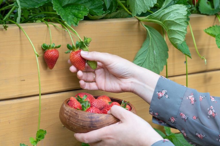 Growing Strawberries in Raised Bed: The Ultimate Guide to Berry Bliss