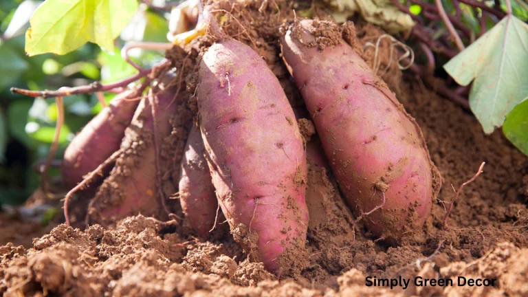 How to Grow Sweet Potatoes at Home for Beginners (Without Losing Your Sanity)