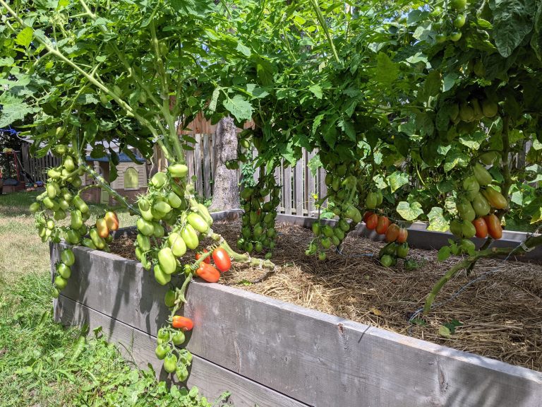How to Grow Tomatoes in Raised Bed? A Step By Step Guide