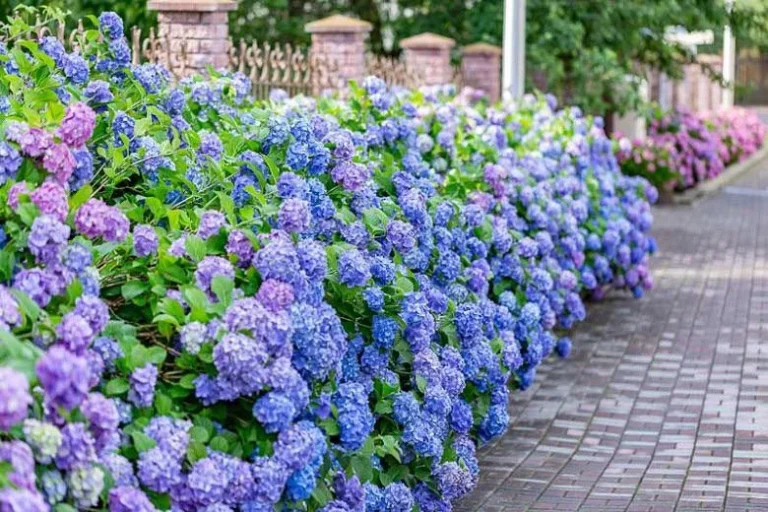 15 Beautiful Shade Loving Flowering Shrubs  to Brighten Your Garden