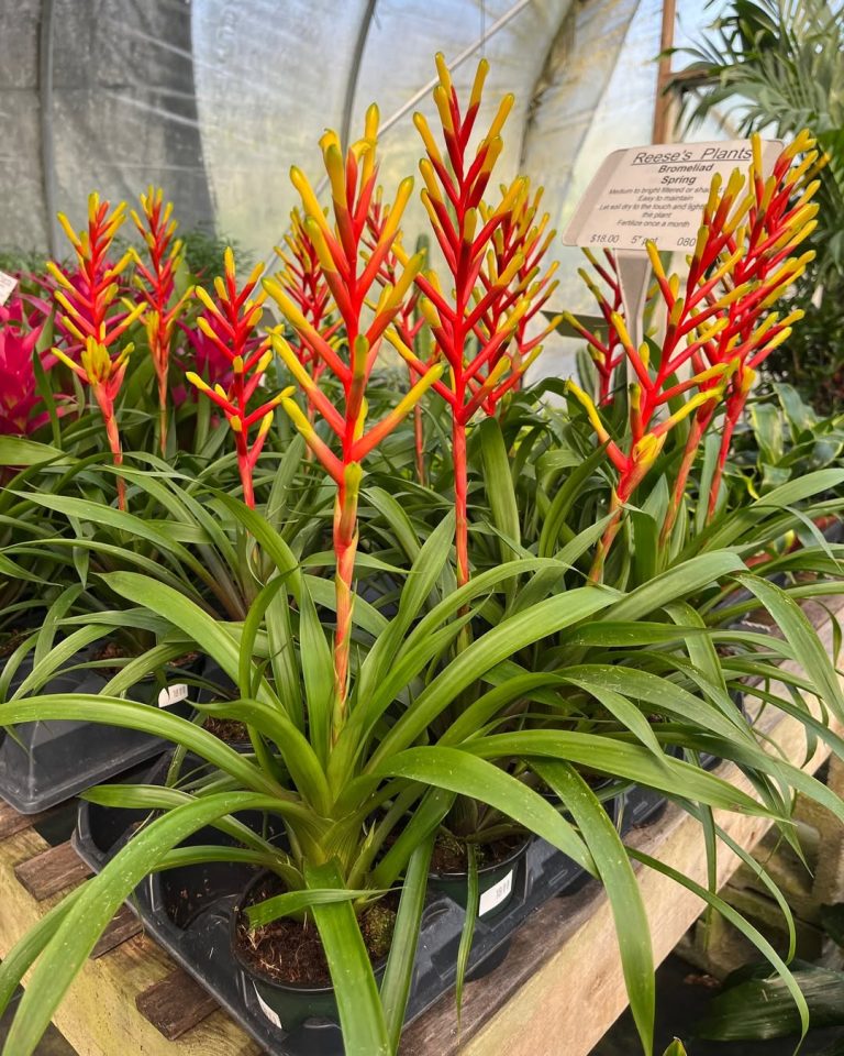 15 Best Full Sun Tropical Plants for Outdoor Pots