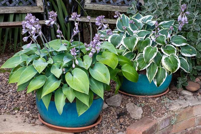 Flowers for Pots in Shade: 15 Beauties That Thrive Without Sun