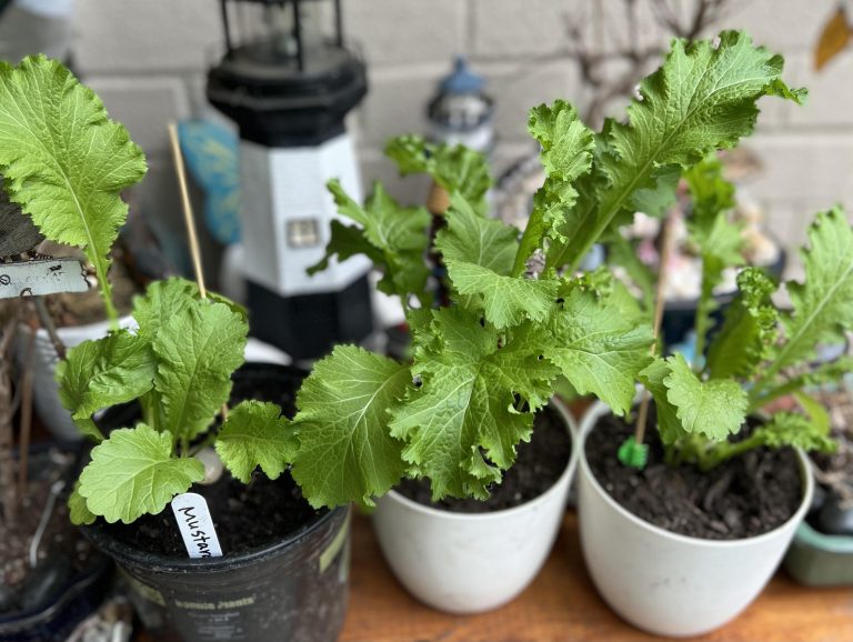 15 Shade Loving Vegetables That Actually Thrive Without Full Sun