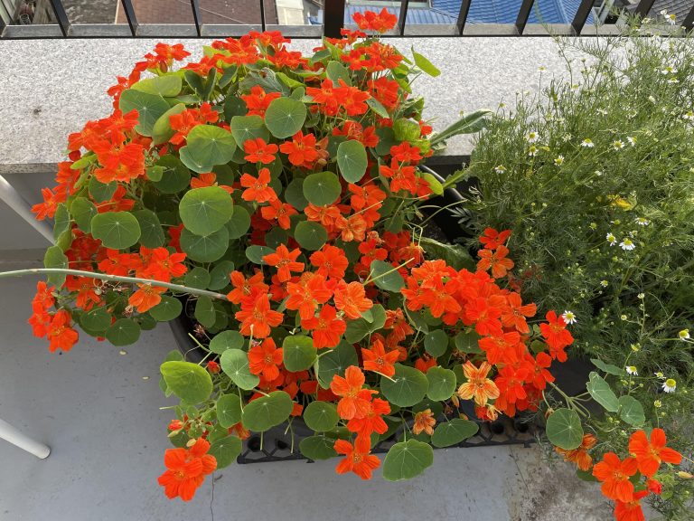 15 Best Full Sun Annuals for Pots