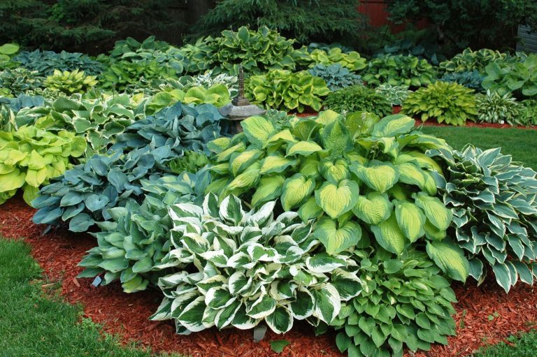15 Best Shade Loving Ground Cover Plants