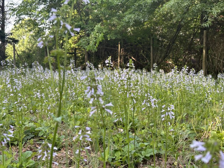 15 Best Texas Shade Plants You’ll Love to Have in Your Yard