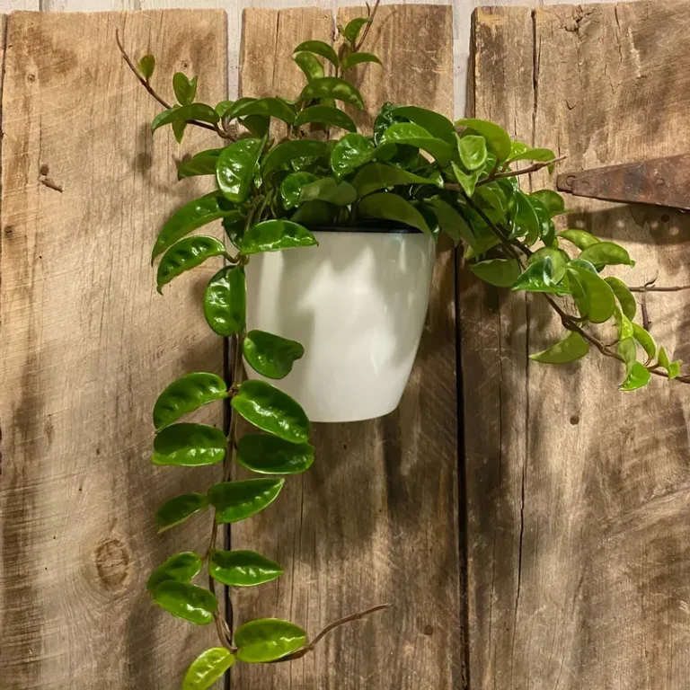 15 Stunning Trailing Indoor Plants Ideas to Try ASAP