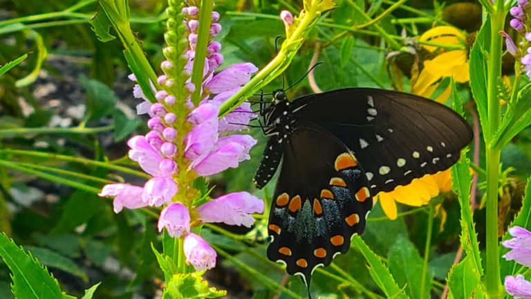 15 Best Shade Loving Plants for Pollinators