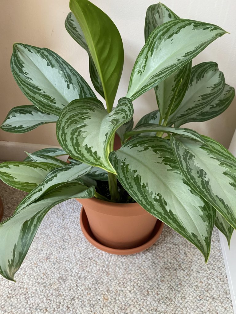 15 Low Light Indoor Plants to Elevate Your Bathroom