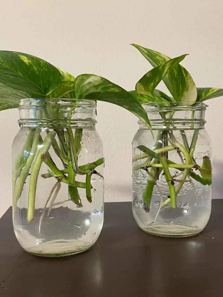 How to Propagate Pothos in Water Step by Step (With Pictures)