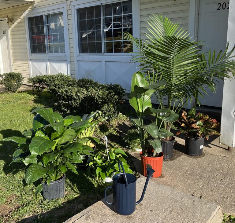 Tropical Container Garden Ideas: Create a Lush Vacation Feel in Any Outdoor Space