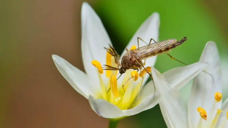 12 Best Mosquito Repelling Plants Safe for Dogs