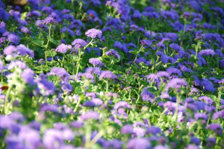 15 Deer Repellent Flower Plants That Actually Work
