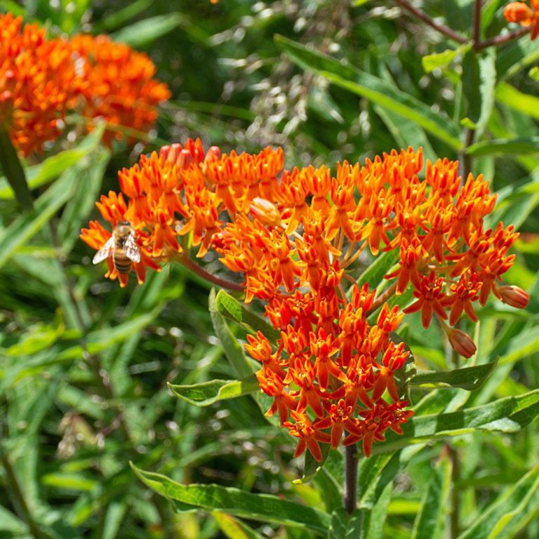 15 Zone 7 Full Sun Perennials That Thrive All Season Long