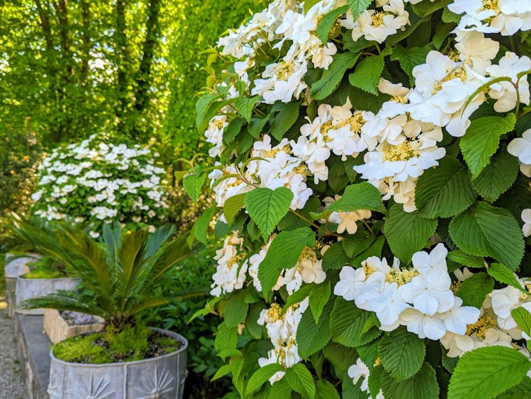 15 Deer Resistant Shrubs for Shade