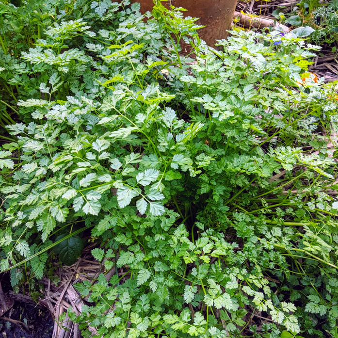 13 Best Herb Plants to Grow in Shady Garden